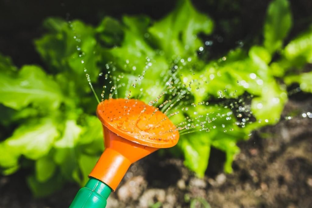 watering-plants-with-a-watering-can