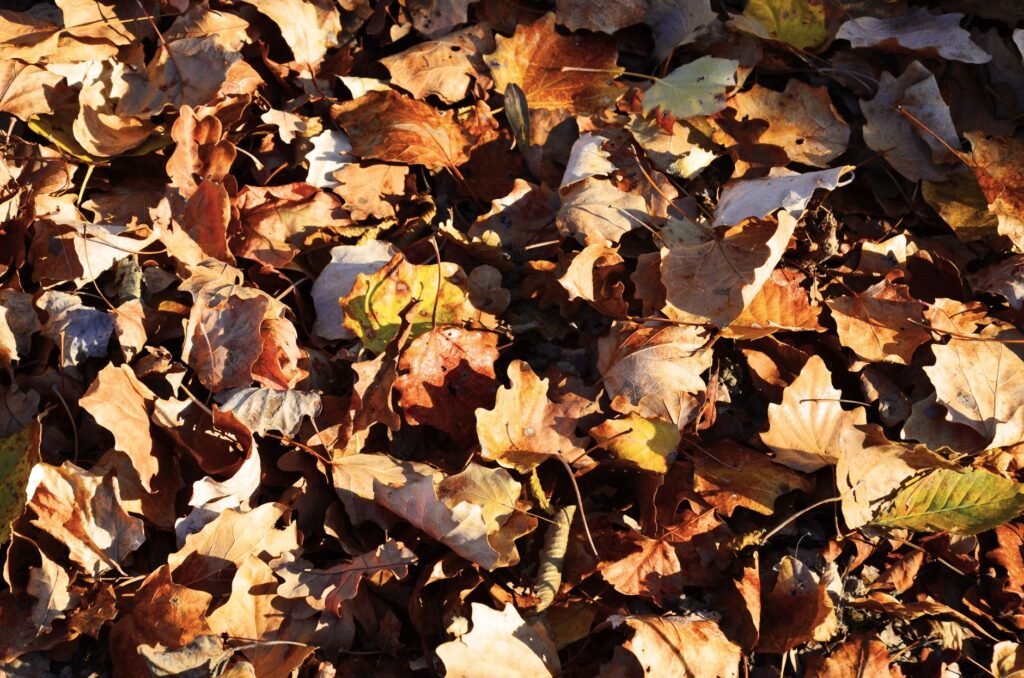 Fall Worm Bin Care: 5 Essential Tips for Cold Weather