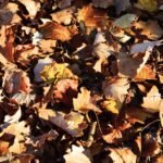 Fall Worm Bin Care: 5 Essential Tips for Cold Weather