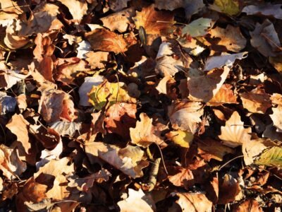 Fall Worm Bin Care: 5 Essential Tips for Cold Weather