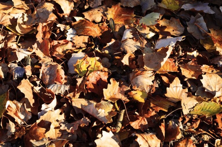 Fall Worm Bin Care: 5 Essential Tips for Cold Weather