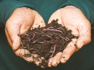 Setting Up Your Worm Bin: A Beginner's Step-by-Step Guide