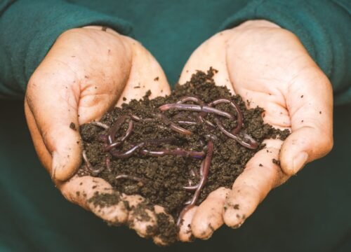 Setting Up Your Worm Bin: A Beginner's Step-by-Step Guide