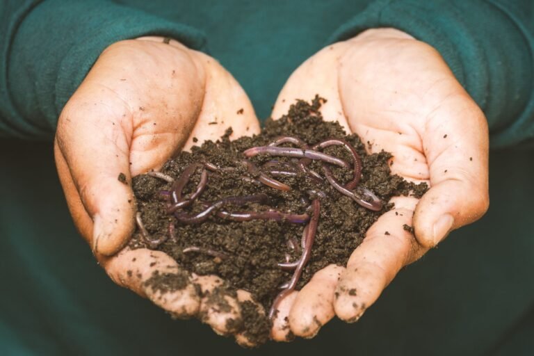 Setting Up Your Worm Bin: A Beginner's Step-by-Step Guide