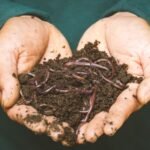 Worm Bin Mistakes: 8 Worst Habits New Owners Make